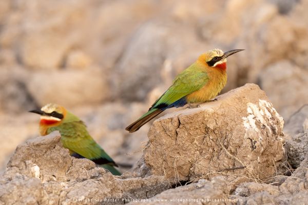 Chobe River Photo Safari with WILD4 African photographic tours & Stu Porter photography