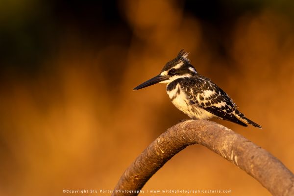 Chobe River Photo Safari with WILD4 African photographic tours & Stu Porter photography