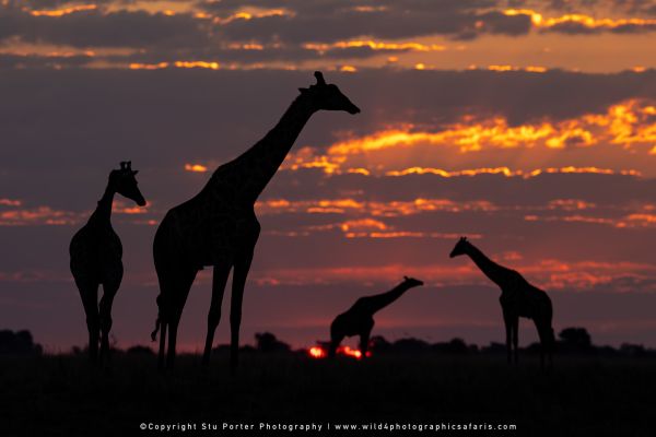 Chobe River Photo Safari with WILD4 African photographic tours & Stu Porter photography