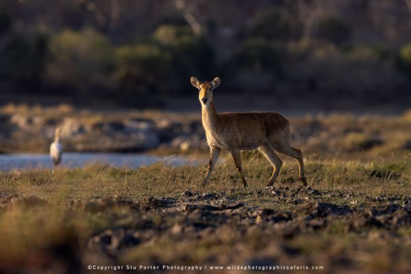 Chobe River Photo Safari with WILD4 African photographic tours & Stu Porter photography