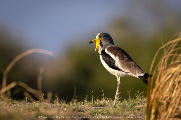 Chobe River Photo Safari with WILD4 African photographic tours & Stu Porter photography