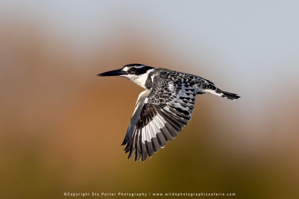 Chobe River Photo Safari with WILD4 African photographic tours & Stu Porter photography