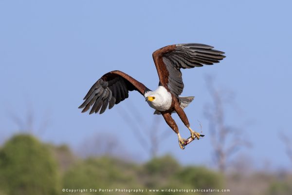 Chobe River Photo Safari with WILD4 African photographic tours & Stu Porter photography