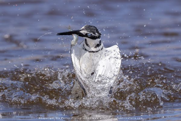 Chobe River Photo Safari with WILD4 African photographic tours & Stu Porter photography