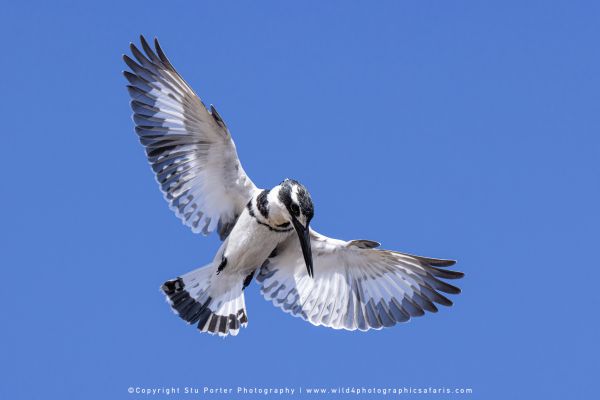 Chobe River Photo Safari with WILD4 African photographic tours & Stu Porter photography