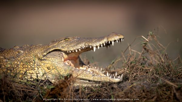 Chobe River Photo Safari with WILD4 African photographic tours & Stu Porter photography