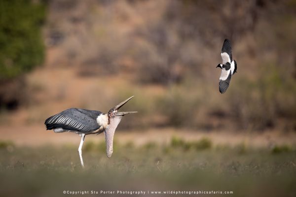 Chobe River Photo Safari with WILD4 African photographic tours & Stu Porter photography