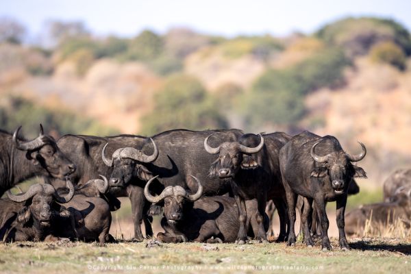 Chobe River Photo Safari with WILD4 African photographic tours & Stu Porter photography