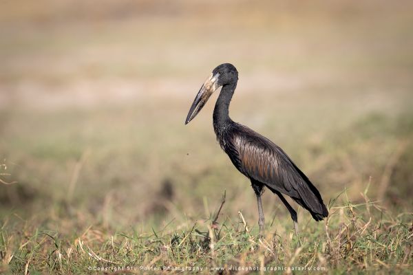 Chobe River Photo Safari with WILD4 African photographic tours & Stu Porter photography