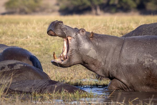 Chobe River Photo Safari with WILD4 African photographic tours & Stu Porter photography