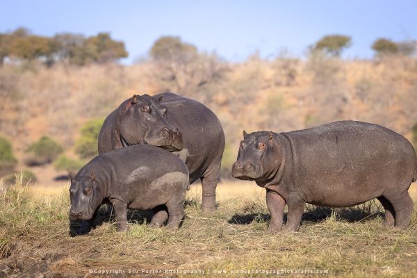 Chobe River Photo Safari with WILD4 African photographic tours & Stu Porter photography