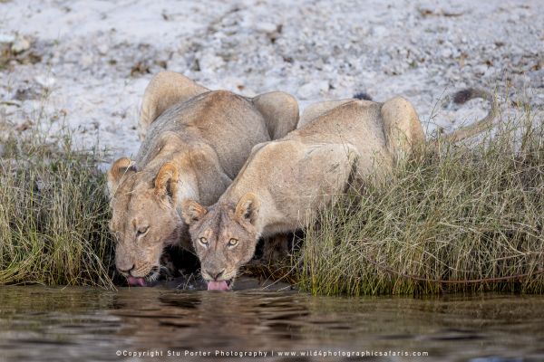 Chobe River Photo Safari with WILD4 African photographic tours & Stu Porter photography