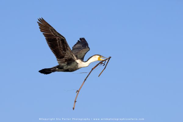 Chobe River Photo Safari with WILD4 African photographic tours & Stu Porter photography