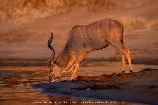 Male Kudu drinking at sunset by Stu Porter, Wild4 Photo Tours
