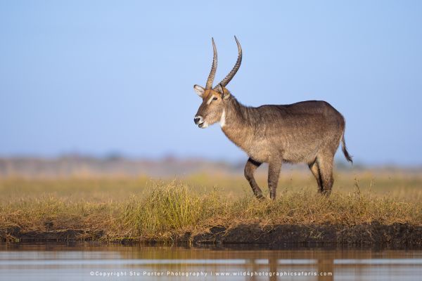 Waterbuck bull standing near river by Stu Porter, Wild4 Photographic Safaris