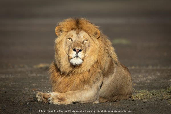 Image of a large adult male Lion in the Ndutu area - Tanzania © Stu Porter Photo Safaris
