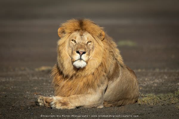 Image of a large adult male Lion in the Ndutu area - Tanzania © Stu Porter Photo Safaris Image of a large adult male Lion in the Ndutu area - Tanzania © Stu Porter Photo Safaris