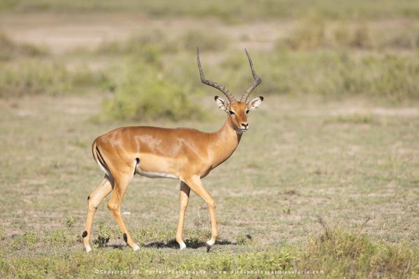 Stu Porter Photography Male Impala