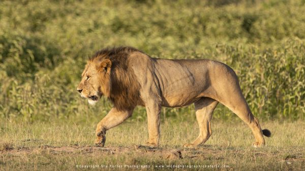 Male Lion Amboseli Copyright Stu Porter Photography