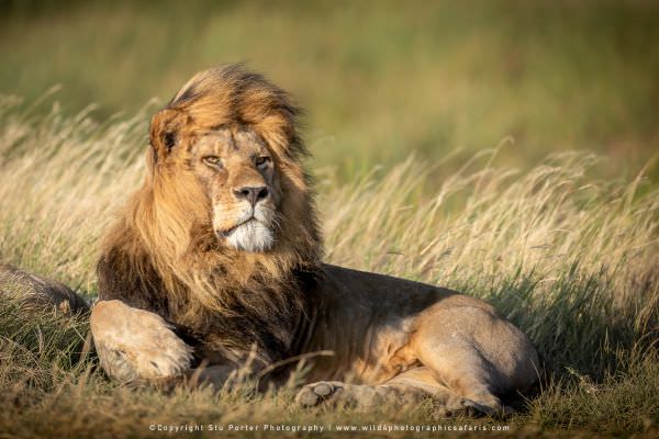 Image of a large adult male Lion in the Serengeti National park - Tanzania © Stu Porter Image of a large adult male Lion in the Serengeti National park - Tanzania © Stu Porter