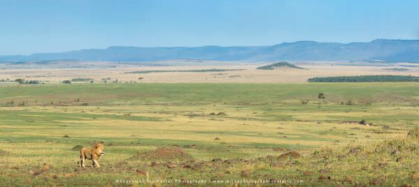 Male Lion patrolling his vast territory, Maasai Mara, Kenya. African wildlife photo safari. Wildlife