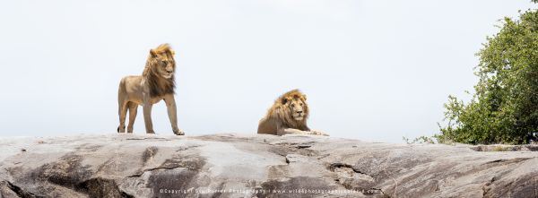 Stu Porter African Wildlife Photos