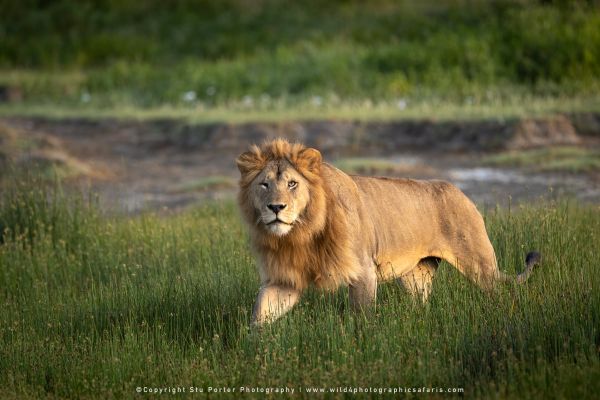 Tanzania Photo Safaris with Stu Porter