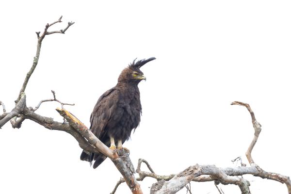 Long Crested Eagle, Maasai Mara, Kenya. African photo safaris