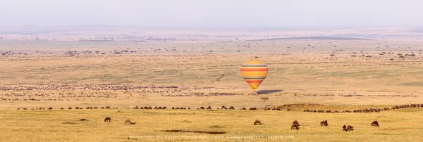 Hot Air Balloon over the migration herds, Maasai Mara, Kenya. Stu Porter Photographic Tour. Panorama