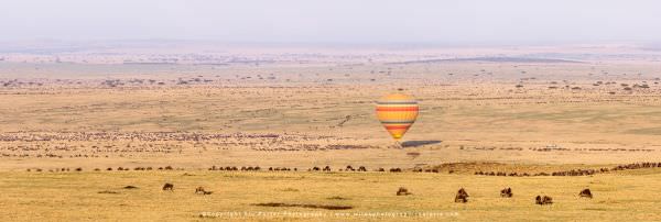 Hot Air Balloon over the migration herds, Maasai Mara, Kenya. Stu Porter Photographic Tour. Panorama