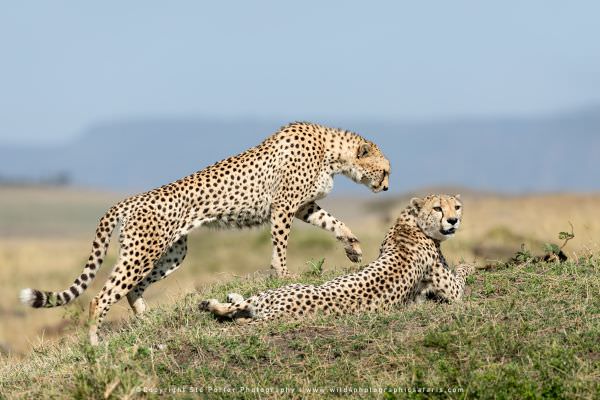 Two male Cheetahs, Maasai Mara, Kenya. African wildlife photo safari. Wildlife Panorama & Composite