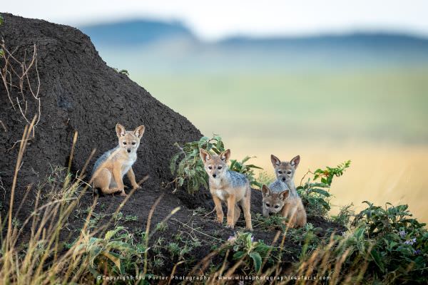 Black Backed Jackal puppies at their den, Maasai Mara, Kenya. African photo safaris