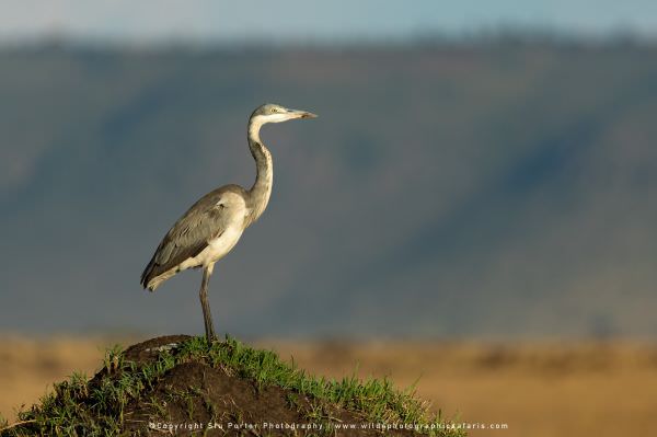 Black Heron, Maasai Mara, Kenya. Wild4 Small Group African Photography Safari Specialists