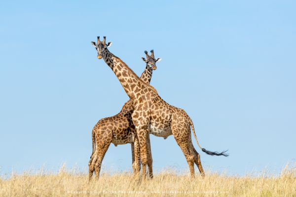 Giraffe pair, Maasai Mara, Kenya. African wildlife photo safari