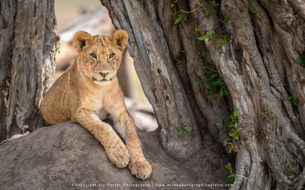 Young Lion cub, Maasai Mara, Kenya. Wild4 Small Group African Photography Safari Specialists