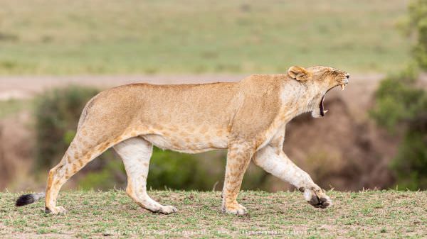 Lioness yawning, Maasai Mara, Kenya. Wild4 Small Group African Photography Safari Specialists