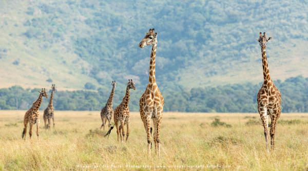 A "journey" of Giraffes, Maasai Mara, Kenya. Wild4 Small Group African Photography Safari Specialist