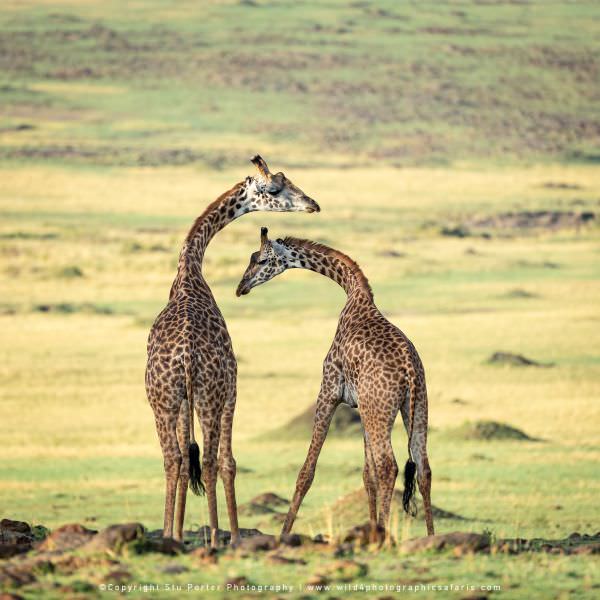 Male Giraffe sparring, Maasai Mara, Kenya. African wildlife photo safari