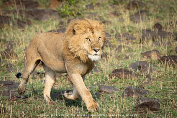 Male Lion running, Maasai Mara, Kenya. African wildlife photo safari Stu Porter Photographic Tour