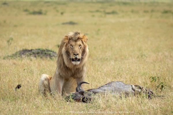 Male Lion with blond mane in the Mara Triangle with a Wildebeest kill, Maasai Mara, Kenya. African p