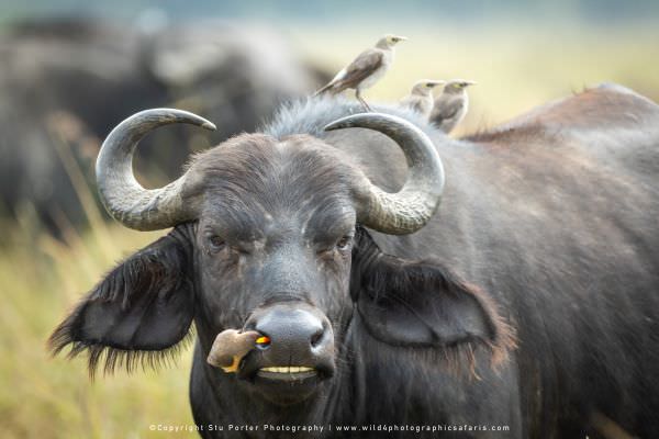 Cape Buffalo with a Yellow Billed Ox Pecker on his nose, Maasai Mara, Kenya. African wildlife photo 