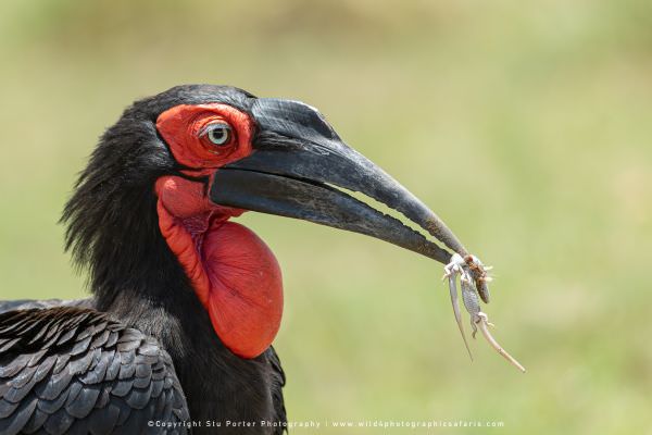 Southern Ground Hornbill with lizards, Maasai Mara, Kenya. Stu Porter Photographic Tour