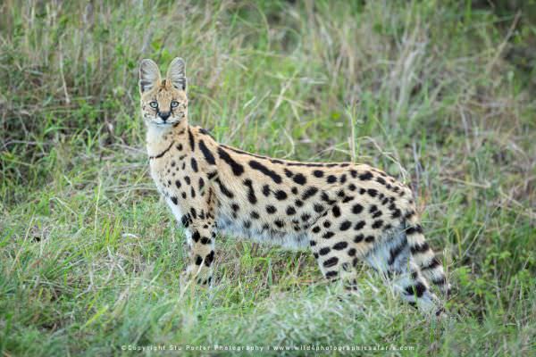 Serval Cat, Maasai Mara, Kenya. Stu Porter Photographic Tour