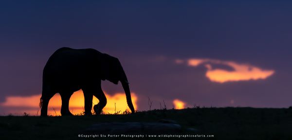 Elephant at sunset, Maasai Mara, Kenya. African wildlife photo safari