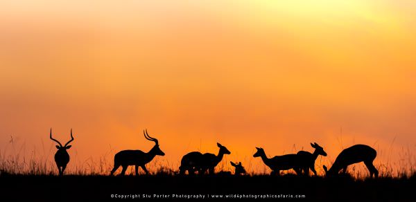 Herd of Impala at sunset, Maasai Mara, Kenya. African wildlife photo safari. Wildlife Panorama