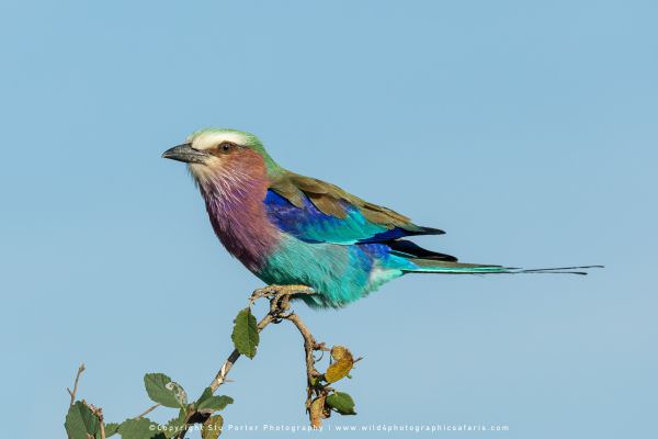 Lilac Breasted Roller, Maasai Mara, Kenya. Wild4 Small Group African Photography Safari Specialists