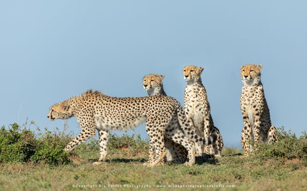 Female Cheetah and her 3 sub-adult cubs, Maasai Mara, Kenya. African photo safaris