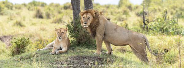 Lion pair, Maasai Mara, Kenya. Stu Porter Photographic Tour. Wildlife Panorama