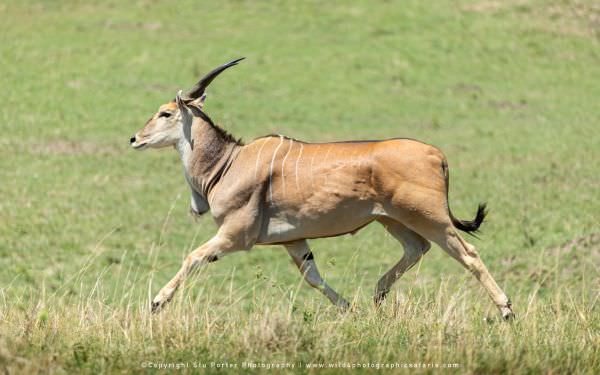 Eland running, Maasai Mara, Kenya. Wild4 Small Group African Photography Safari Specialists