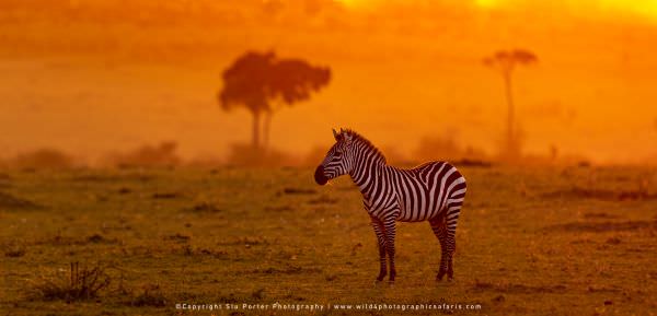 Zebra at sunset, Maasai Mara, Kenya. Stu Porter Photographic Tour. Wildlife Panorama